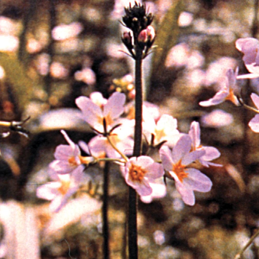Fiori di Bach Healing Herbs - Water Violet